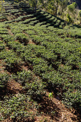 Tea Plantation