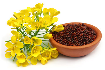 Mustard flowers and oil