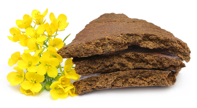 Mustard flowers and cake over white background