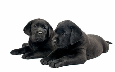 Black Labrador puppies