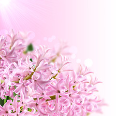 Collage of colors pink hyacinth