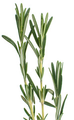 fresh rosemary
