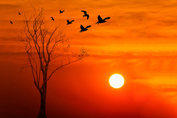 silhouette of birds with dead tree against beautiful sunrise bac