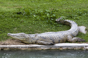 Obraz premium Nile crocodile