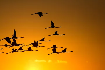 Photo sur Plexiglas Flamant Flying flamingos at sunset