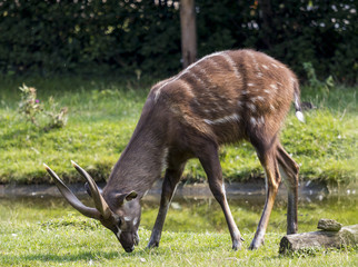 spotted deer