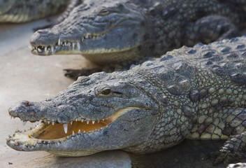 Nile crocodile