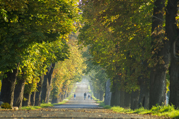 Aleja kasztanowców