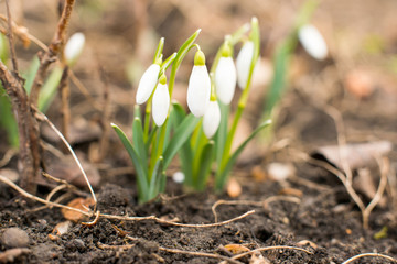 first flowers of spring snowdrops