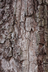 Tree bark detail, abstract background.