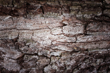 Tree bark abstract background. Retro style process.