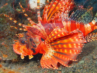Scorpionfish, Island Bali, Tulamben