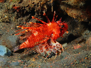 Scorpionfish, Island Bali, Tulamben