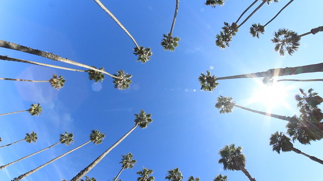Circle of Palms 1