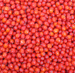 Sea buckthorn red background