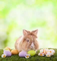 Osterhase vor grünem Hintergrund