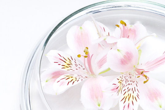 49 Best アストロメリア Images Stock Photos Vectors Adobe Stock