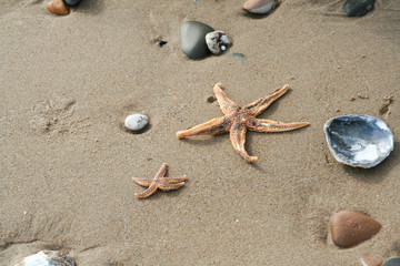 Shells and pebbles lying randomly on beach