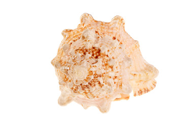 Sea shell