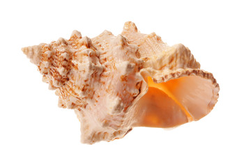 Sea shell