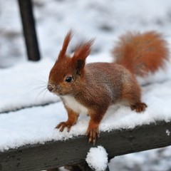 Squirrel in the winter park