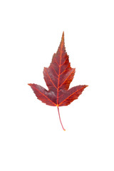 Maple leaf