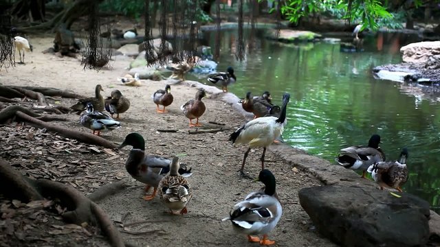ducks and storks in the jungle. HD. 1920x1080