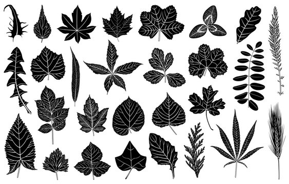 Illustration of different leaves isolated on white