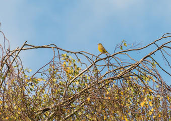 Greenfinch