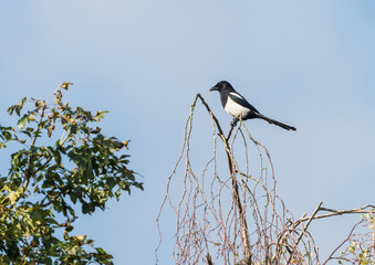One For Sorrow