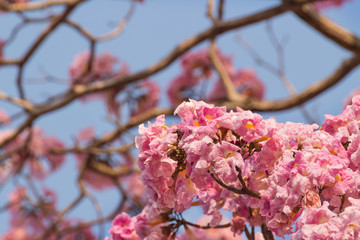Pink trumpet tree flower blooming