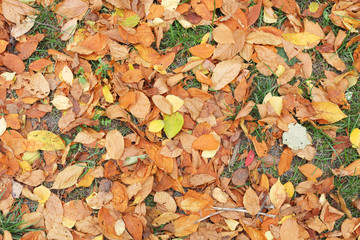 Autumn leaves background