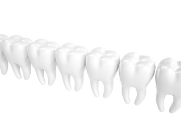 The molars built in row on a white background