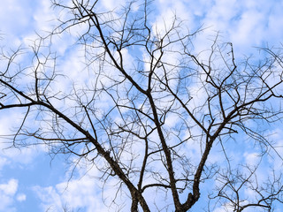 Tree Branches In Silhouette And Bluesky With Clouds - 77981789