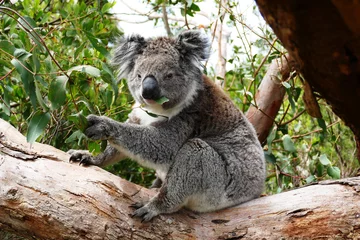 Glasschilderij Koala Koala eet eucalyptusbladeren