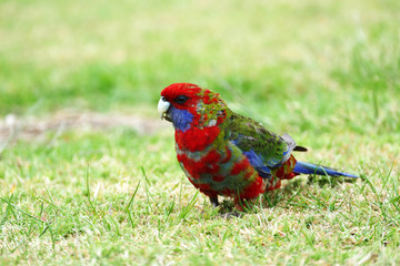 Australian multicoloured parrot