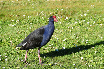 Pūkeko