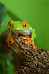 Red eyed tree frog