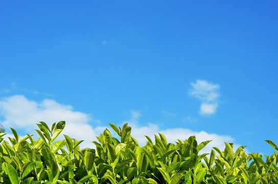 Frisches Gr&uuml;n im Fr&uuml;hling