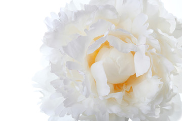 macro white peony with yellow at the center