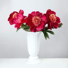 bouquet of burgundy peonies in a white vase