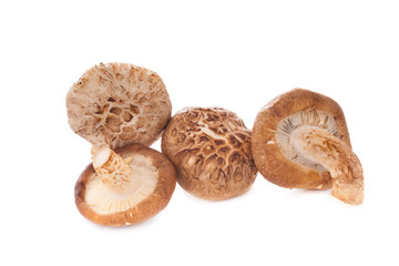Shiitake mushroom on the White background