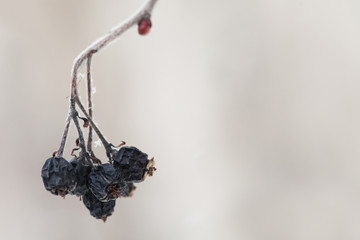 Dry up black berries on the branch.