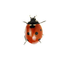 Ladybug