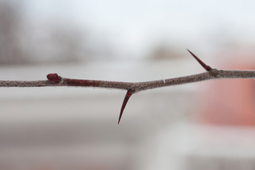 Thorn tree. Branch with buds and thorns.