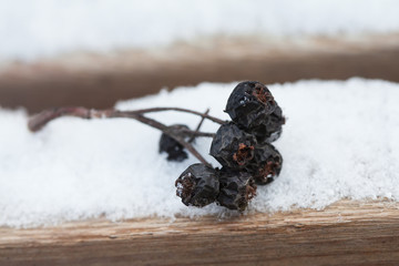 Dry up black berries on the wooden snow covered bench.