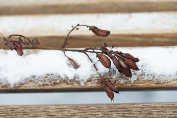 Twig with dried seeds, flowers and fruits.