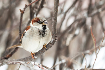 Sparrow sitting on a snow-covered branch.