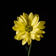 Yellow flower isolated on black. Close-up.
