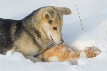 dog catch a cat in snow